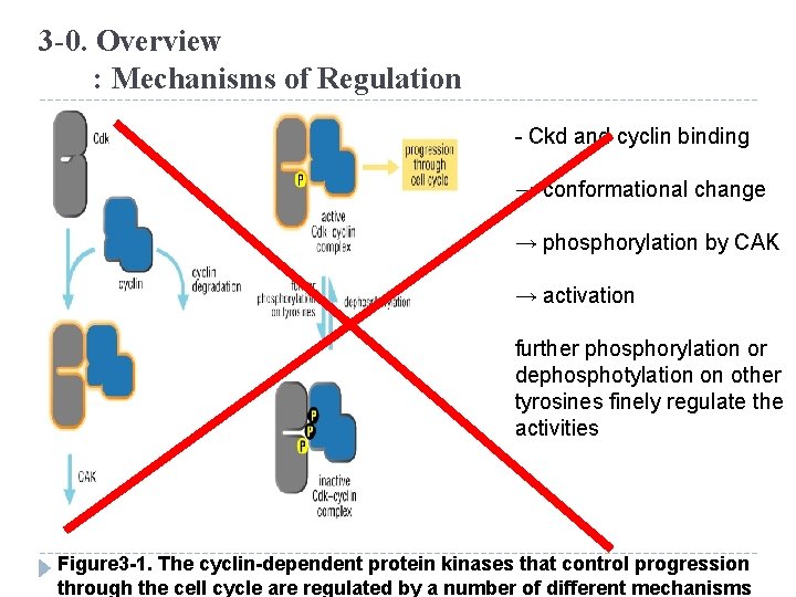 3 -0. Overview : Mechanisms of Regulation - Ckd and cyclin binding → conformational
