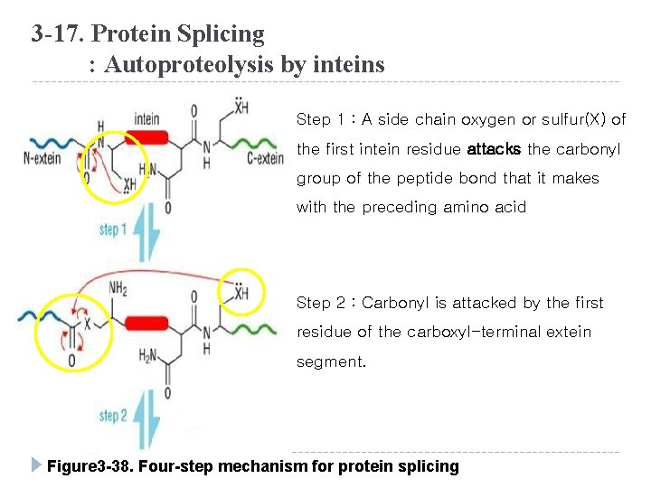 3 -17. Protein Splicing : Autoproteolysis by inteins Step 1 : A side chain