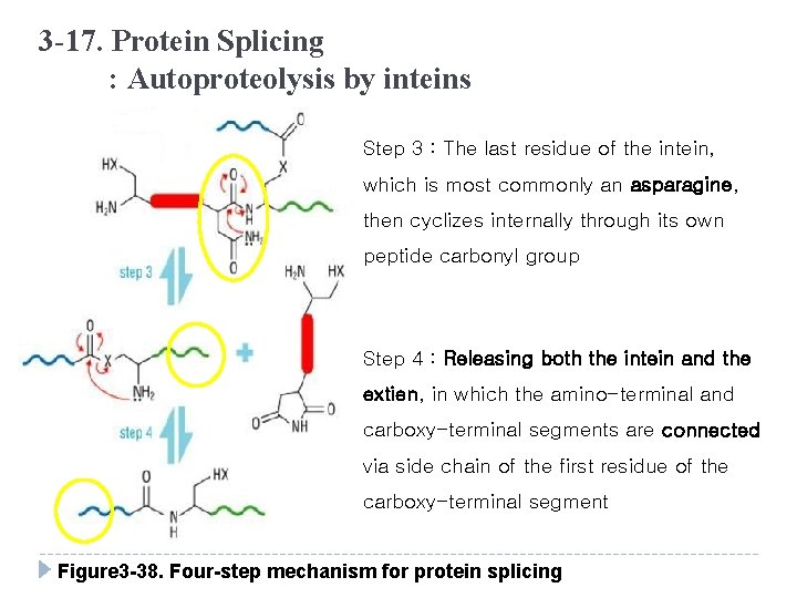 3 -17. Protein Splicing : Autoproteolysis by inteins Step 3 : The last residue