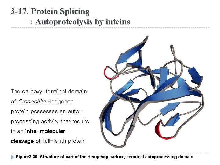 3 -17. Protein Splicing : Autoproteolysis by inteins The carboxy-terminal domain of Drosophila Hedgehog