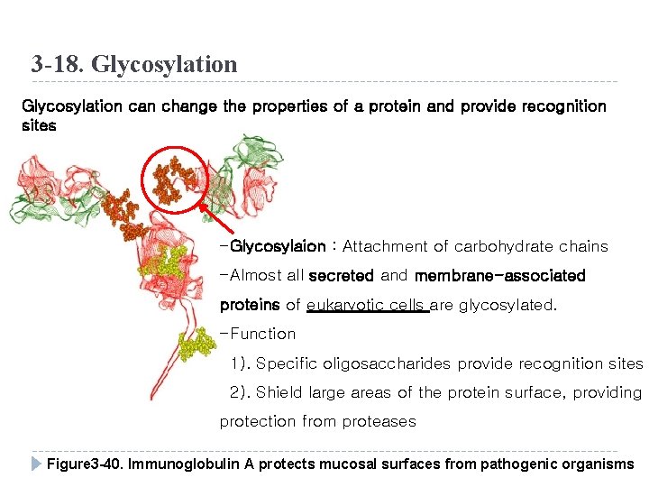 3 -18. Glycosylation can change the properties of a protein and provide recognition sites