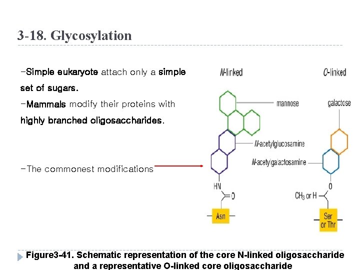 3 -18. Glycosylation -Simple eukaryote attach only a simple set of sugars. -Mammals modify