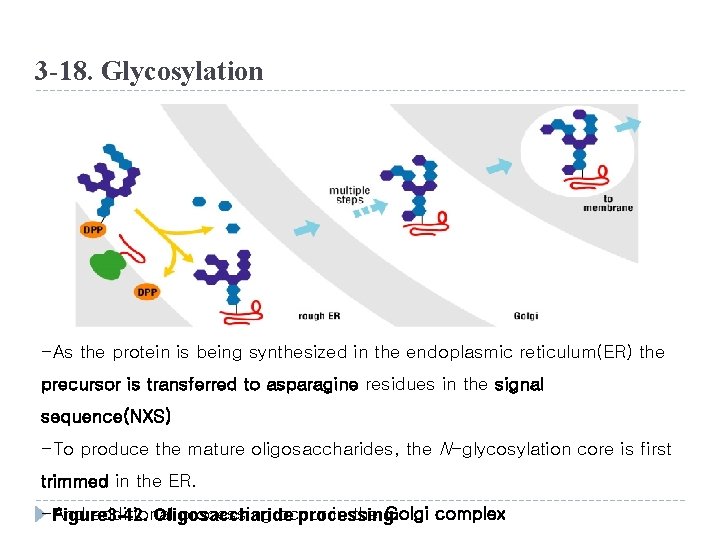 3 -18. Glycosylation -As the protein is being synthesized in the endoplasmic reticulum(ER) the