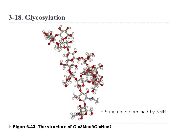 3 -18. Glycosylation - Structure determined by NMR Figure 3 -43. The structure of