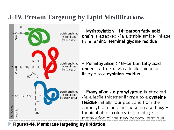 3 -19. Protein Targeting by Lipid Modifications - Myristoylation : 14 -carbon fatty acid