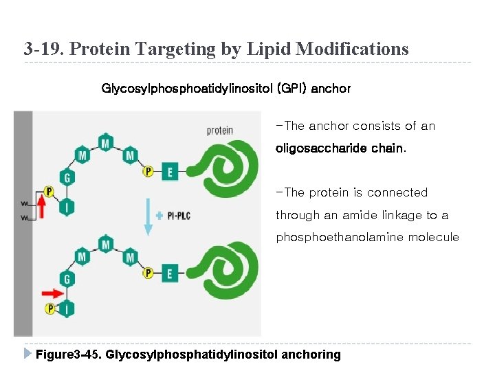 3 -19. Protein Targeting by Lipid Modifications Glycosylphosphoatidylinositol (GPI) anchor -The anchor consists of