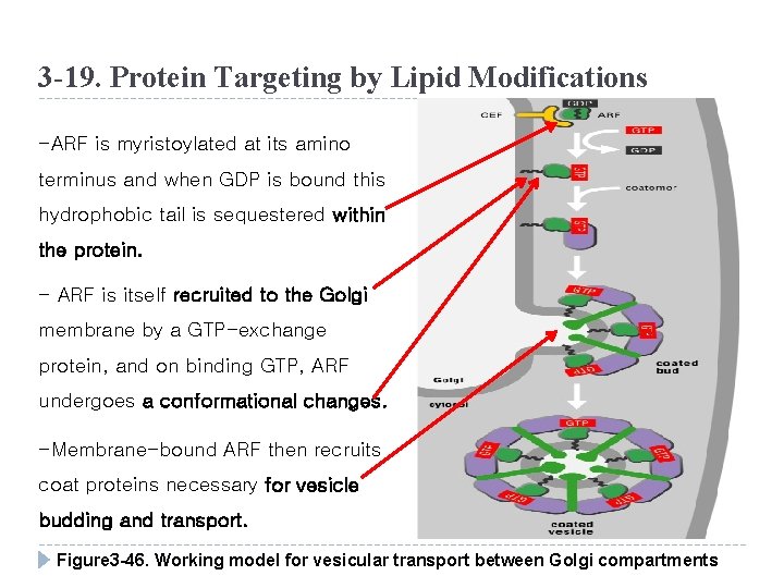 3 -19. Protein Targeting by Lipid Modifications -ARF is myristoylated at its amino terminus