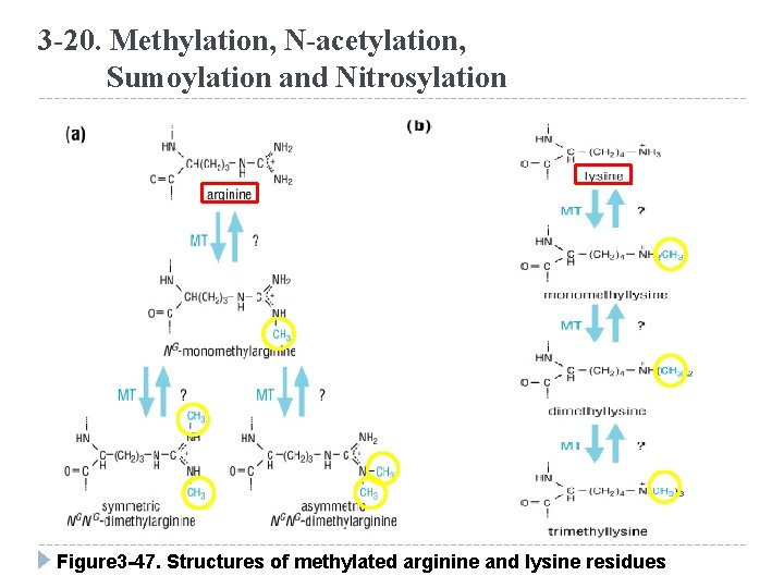 3 -20. Methylation, N-acetylation, Sumoylation and Nitrosylation Figure 3 -47. Structures of methylated arginine