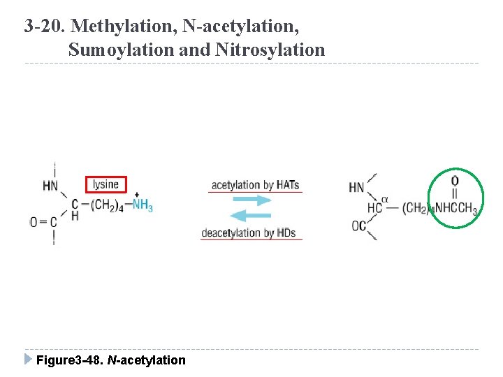 3 -20. Methylation, N-acetylation, Sumoylation and Nitrosylation Figure 3 -48. N-acetylation 