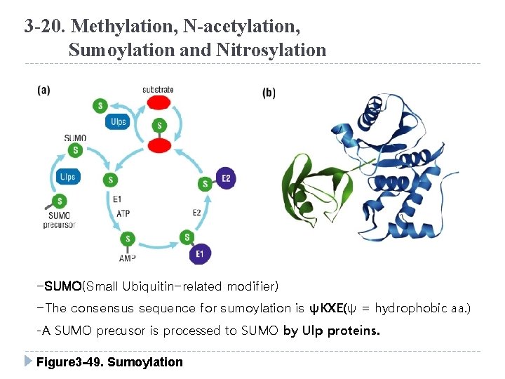 3 -20. Methylation, N-acetylation, Sumoylation and Nitrosylation -SUMO(Small Ubiquitin-related modifier) -The consensus sequence for