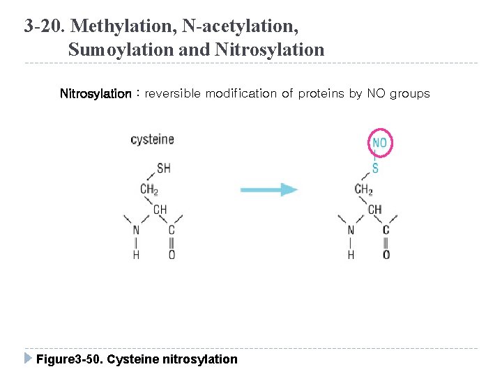 3 -20. Methylation, N-acetylation, Sumoylation and Nitrosylation : reversible modification of proteins by NO