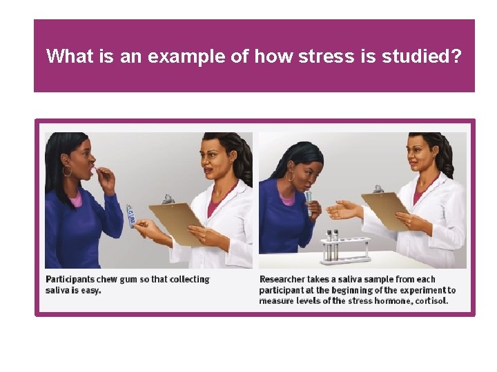 What is an example of how stress is studied? What is an example of how stress is studied?