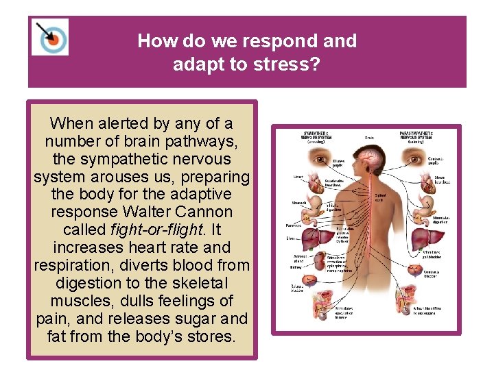 How do we respond adapt to stress? When alerted by any of a number How do we respond adapt to stress? When alerted by any of a number