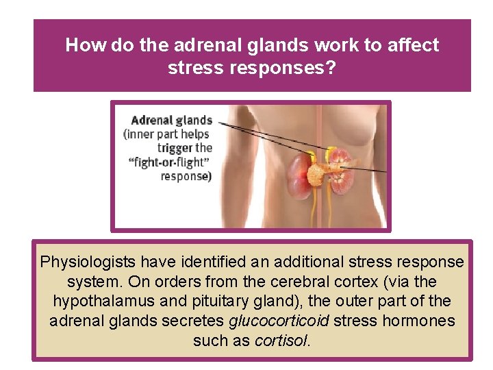 How do the adrenal glands work to affect stress responses? Physiologists have identified an How do the adrenal glands work to affect stress responses? Physiologists have identified an