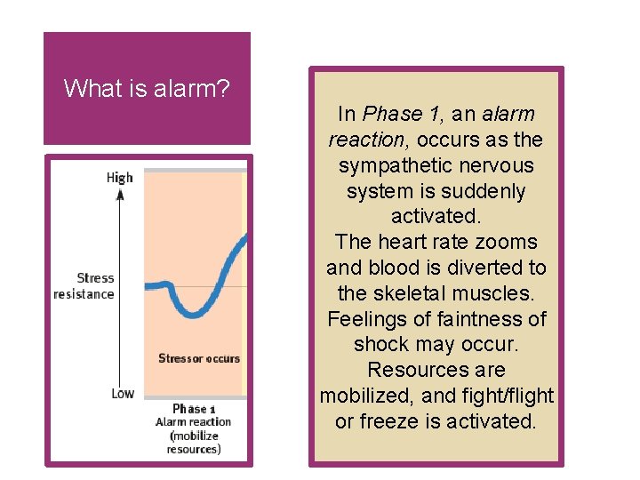 What is alarm? In Phase 1, an alarm reaction, occurs as the sympathetic nervous What is alarm? In Phase 1, an alarm reaction, occurs as the sympathetic nervous