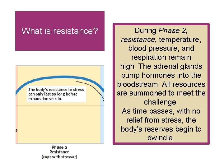 What is resistance? During Phase 2, resistance, temperature, blood pressure, and respiration remain high. What is resistance? During Phase 2, resistance, temperature, blood pressure, and respiration remain high.
