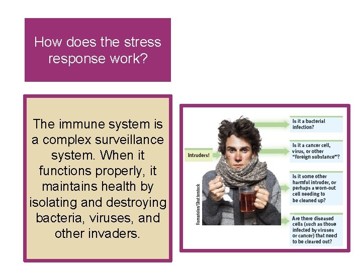 How does the stress response work? The immune system is a complex surveillance system. How does the stress response work? The immune system is a complex surveillance system.