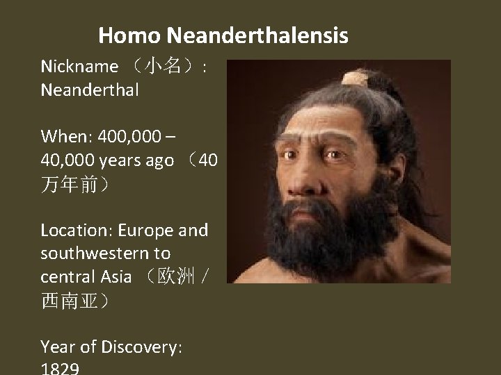 Homo Neanderthalensis Nickname （小名）: Neanderthal When: 400, 000 – 40, 000 years ago （40