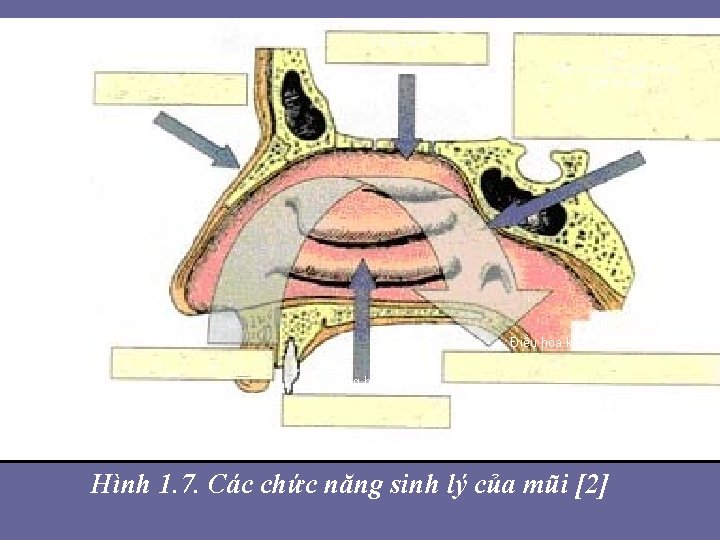 Tầng ngửi Da Lọc Vận chuyển chất nhầy Diệt khuẩn Thở Điều hòa không Tầng ngửi Da Lọc Vận chuyển chất nhầy Diệt khuẩn Thở Điều hòa không