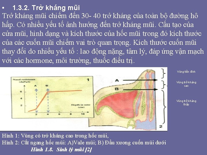 • 1. 3. 2. Trở kháng mũi chiếm đến 30 - 40 trở • 1. 3. 2. Trở kháng mũi chiếm đến 30 - 40 trở