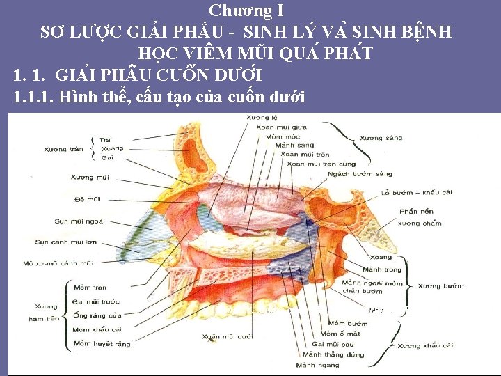 Chương I SƠ LƯỢC GIẢI PHẪU - SINH LÝ VA SINH BÊ NH HO Chương I SƠ LƯỢC GIẢI PHẪU - SINH LÝ VA SINH BÊ NH HO
