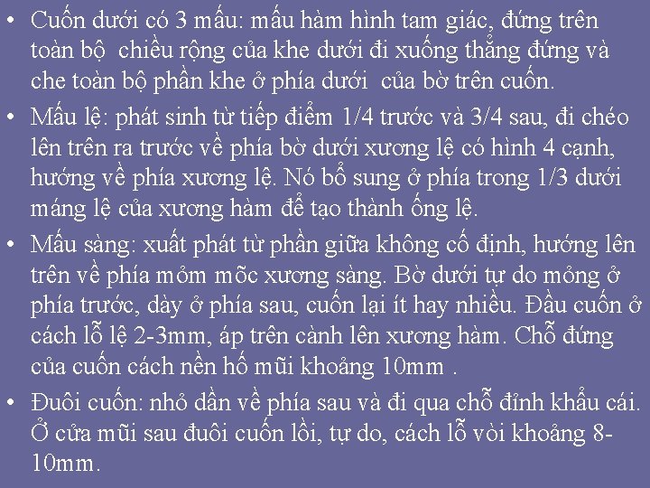 • Cuốn dưới có 3 mấu: mấu hàm hình tam giác, đứng trên • Cuốn dưới có 3 mấu: mấu hàm hình tam giác, đứng trên