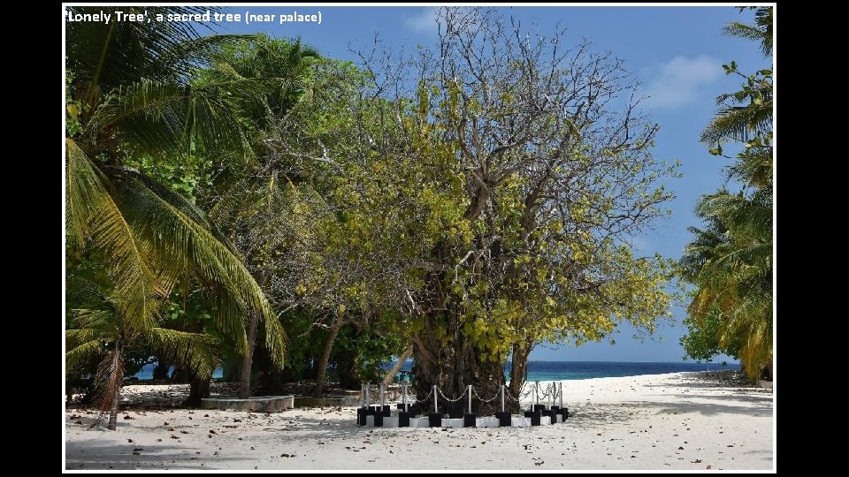 'Lonely Tree', a sacred tree (near palace) 