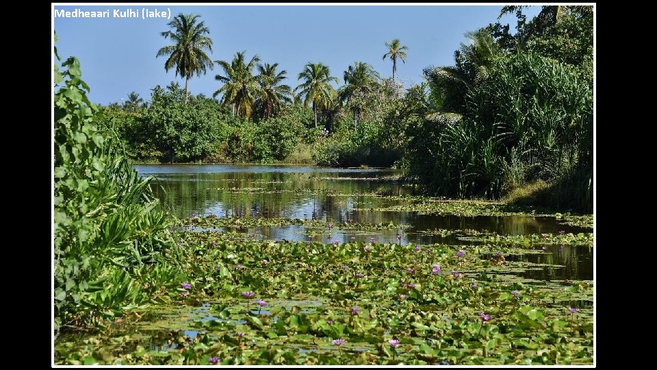 Medheaari Kulhi (lake) 