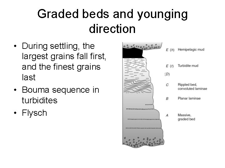 Graded beds and younging direction • During settling, the largest grains fall first, and