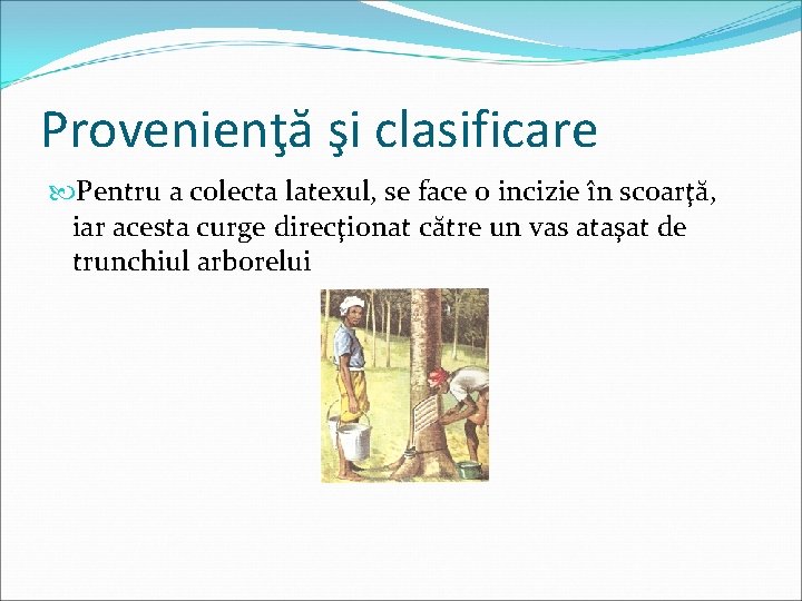 Provenienţă şi clasificare Pentru a colecta latexul, se face o incizie în scoarţă, iar