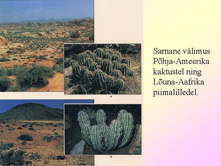 Sarnane välimus Põhja-Ameerika kaktustel ning Lõuna-Aafrika piimalilledel. 