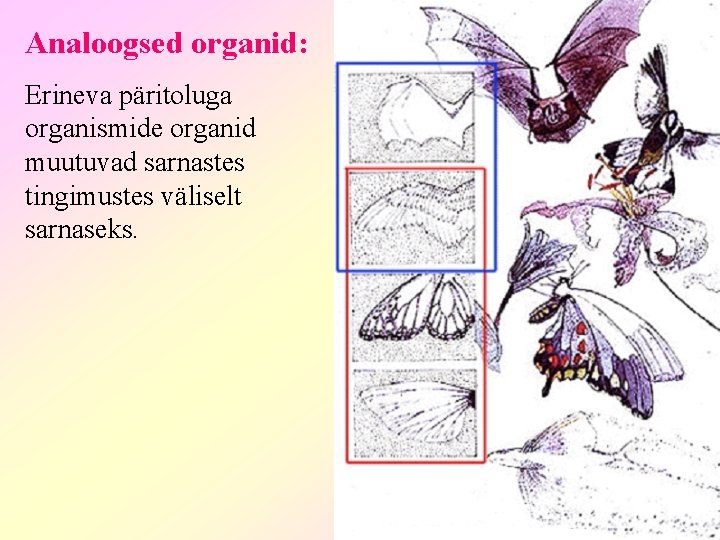 Analoogsed organid: Erineva päritoluga organismide organid muutuvad sarnastes tingimustes väliselt sarnaseks. 