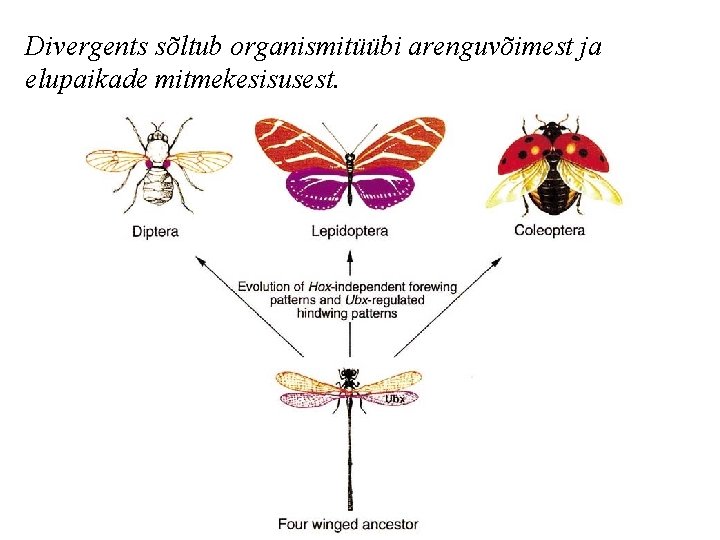 Divergents sõltub organismitüübi arenguvõimest ja elupaikade mitmekesisusest. 