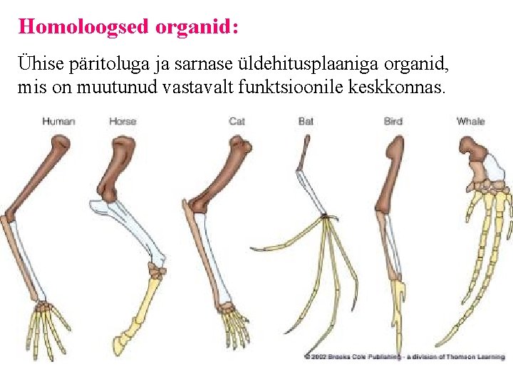 Homoloogsed organid: Ühise päritoluga ja sarnase üldehitusplaaniga organid, mis on muutunud vastavalt funktsioonile keskkonnas.