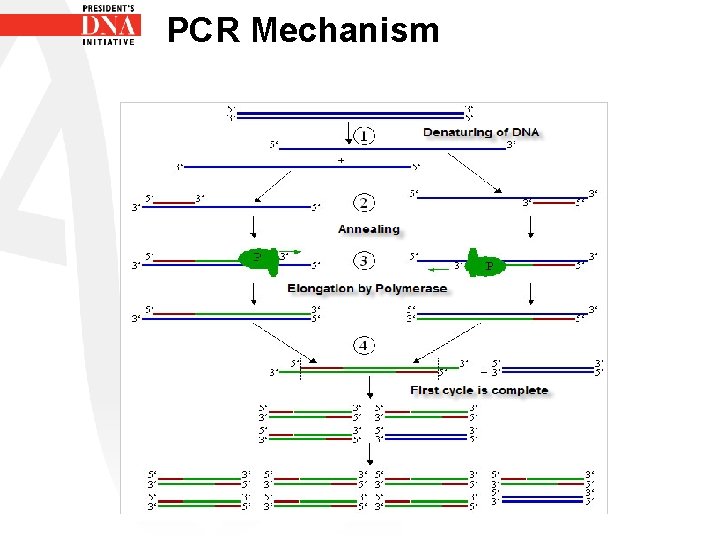 PCR Mechanism 