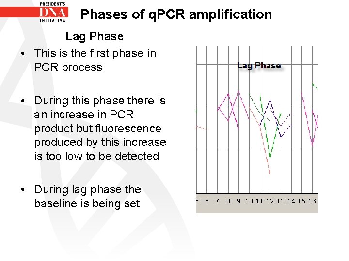 Phases of q. PCR amplification Lag Phase • This is the first phase in