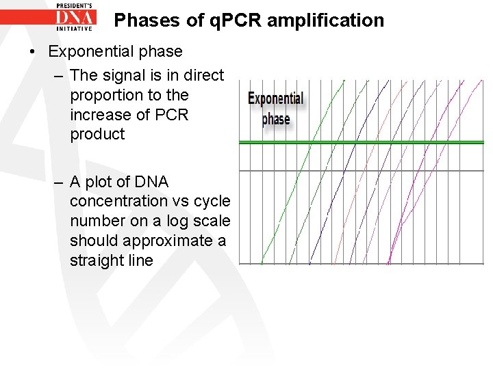 Phases of q. PCR amplification • Exponential phase – The signal is in direct