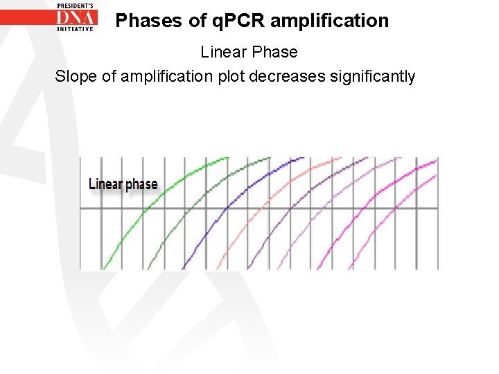 Phases of q. PCR amplification Linear Phase Slope of amplification plot decreases significantly 