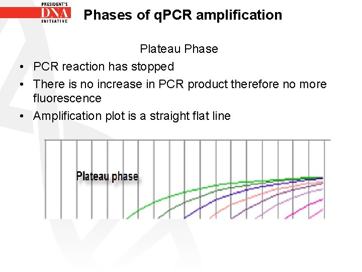 Phases of q. PCR amplification Plateau Phase • PCR reaction has stopped • There