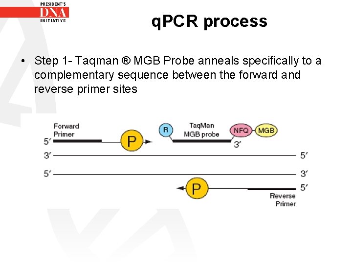 q. PCR process • Step 1 - Taqman ® MGB Probe anneals specifically to