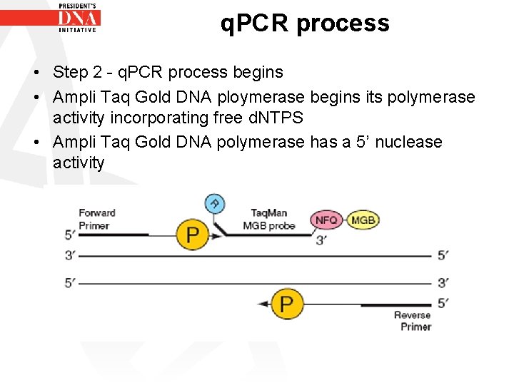 q. PCR process • Step 2 - q. PCR process begins • Ampli Taq