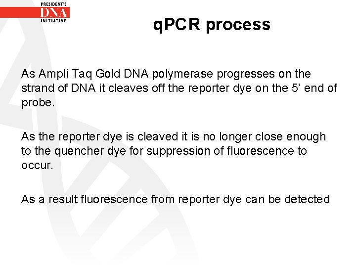 q. PCR process As Ampli Taq Gold DNA polymerase progresses on the strand of