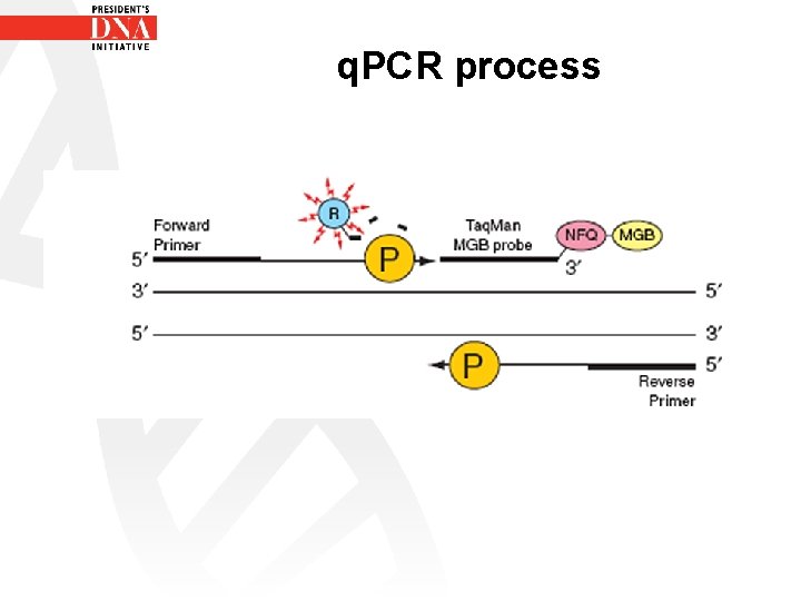 q. PCR process q. PCR process