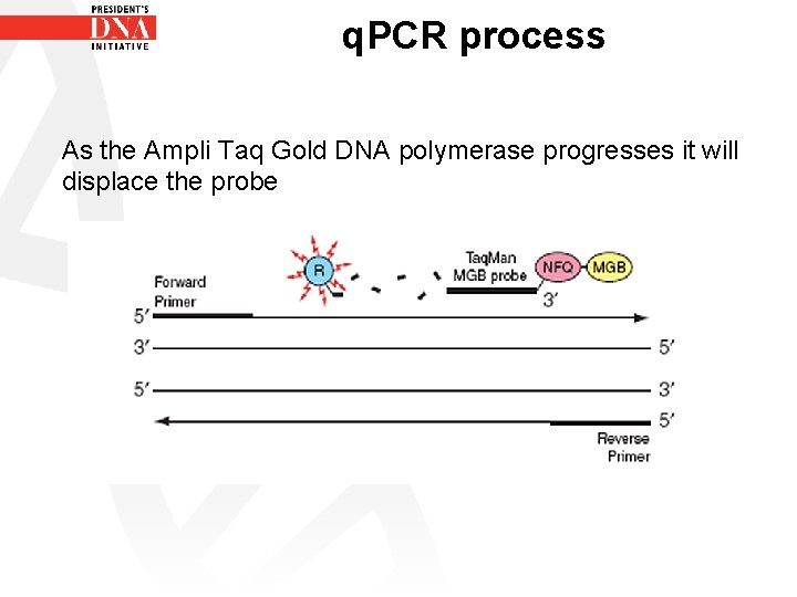 q. PCR process As the Ampli Taq Gold DNA polymerase progresses it will displace