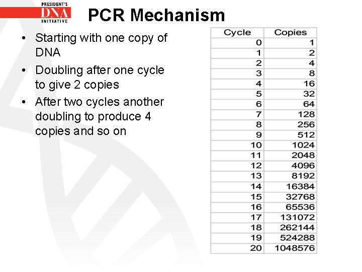 PCR Mechanism • Starting with one copy of DNA • Doubling after one cycle PCR Mechanism • Starting with one copy of DNA • Doubling after one cycle