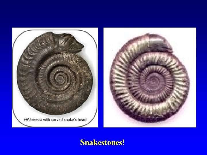 Snakestones! 