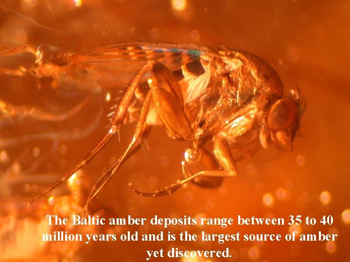 The Baltic amber deposits range between 35 to 40 million years old and is