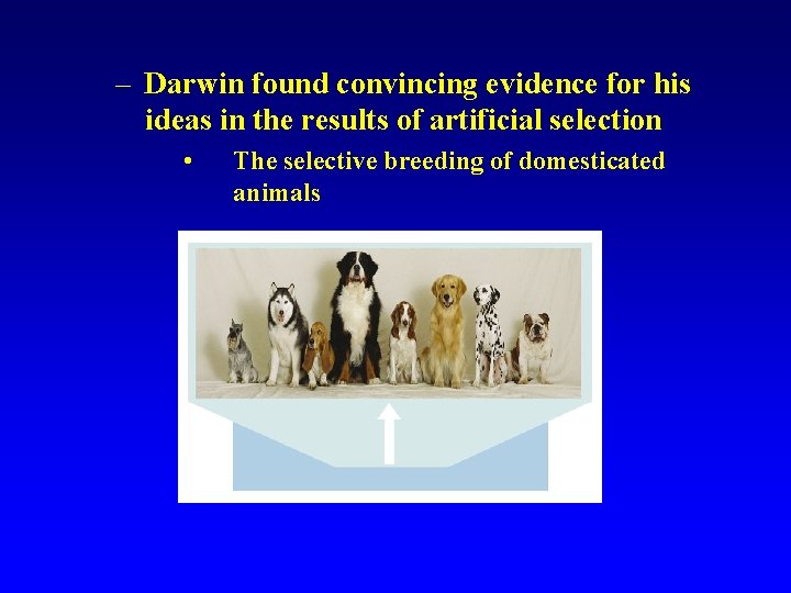 – Darwin found convincing evidence for his ideas in the results of artificial selection