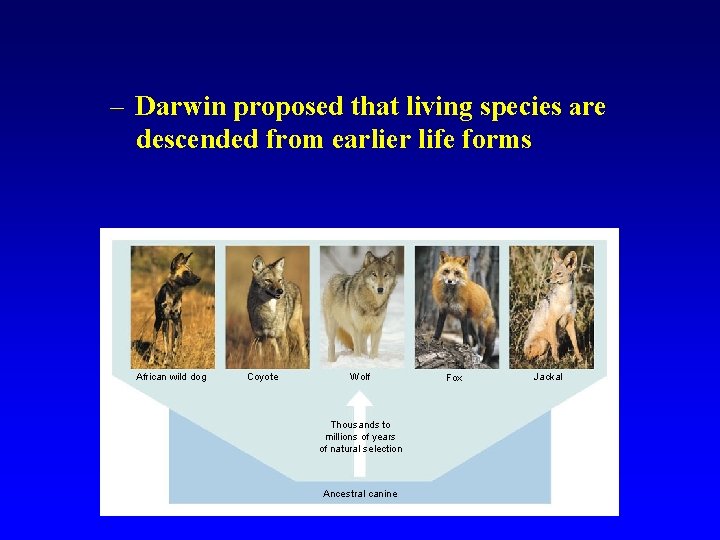 – Darwin proposed that living species are descended from earlier life forms African wild