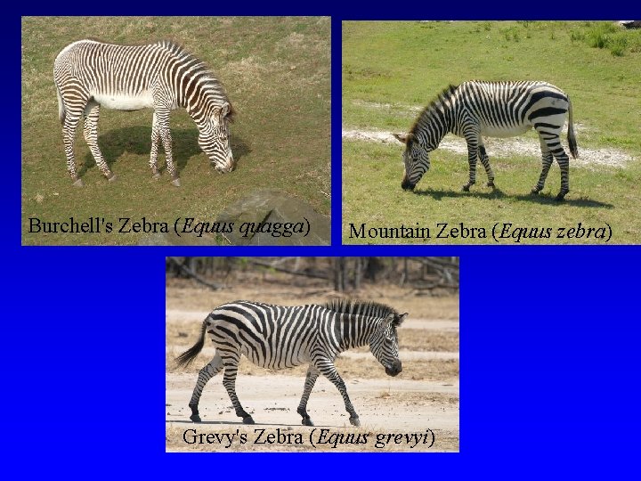 Burchell's Zebra (Equus quagga) Mountain Zebra (Equus zebra) Grevy's Zebra (Equus grevyi) 